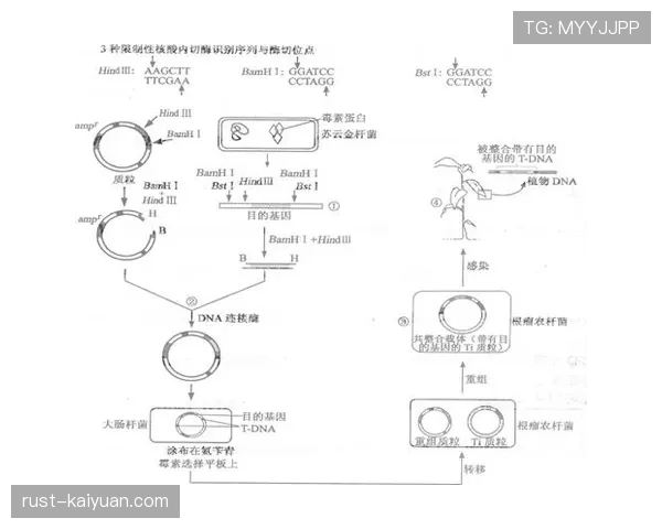 萨卡技术成熟度与身体对抗能力同步进化的成长路径解析